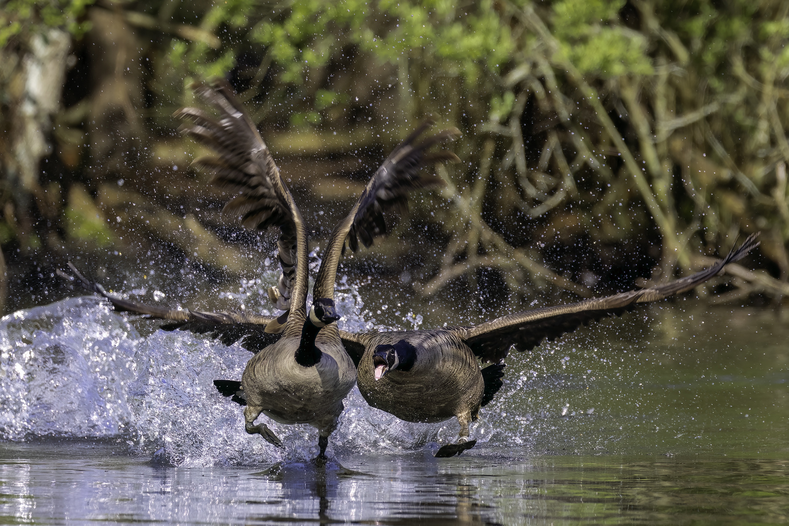 Kanadagans (Branta canadensis)