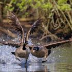 Kanadagans (Branta canadensis)