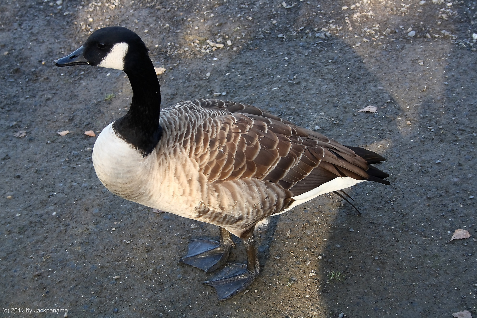 Kanadagans (Branta canadensis)