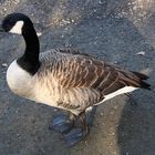 Kanadagans (Branta canadensis)