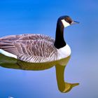 Kanadagans (Branta canadensis)