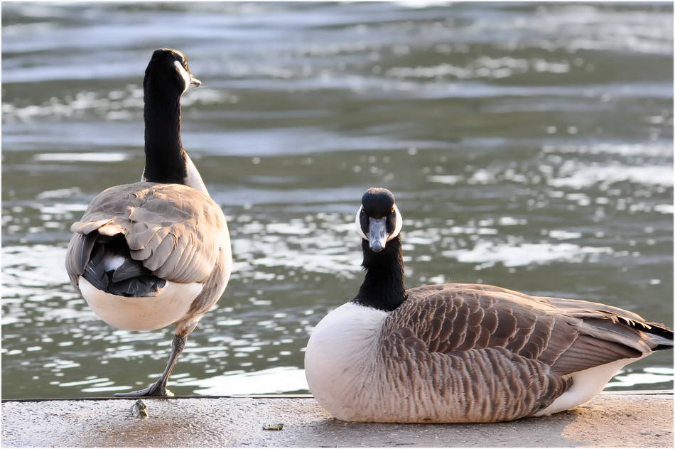 Kanadagans (Branta canadensis)