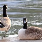 Kanadagans (Branta canadensis)