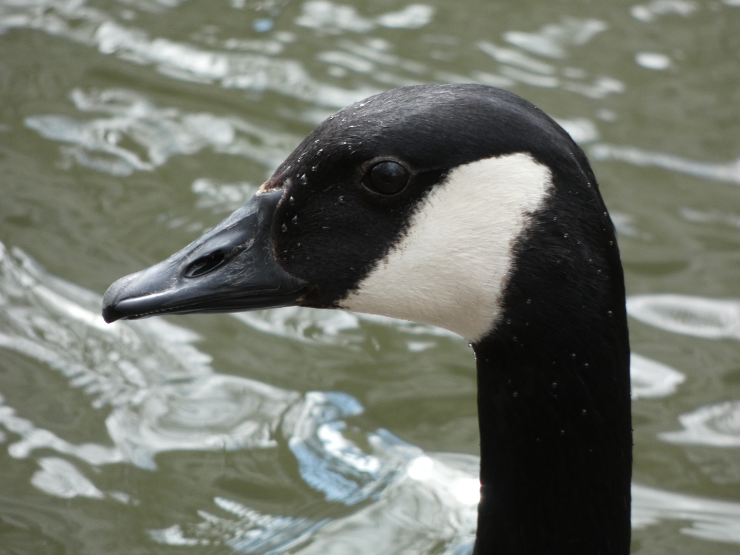 Kanadagans (Branta canadensis)