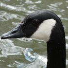 Kanadagans (Branta canadensis)