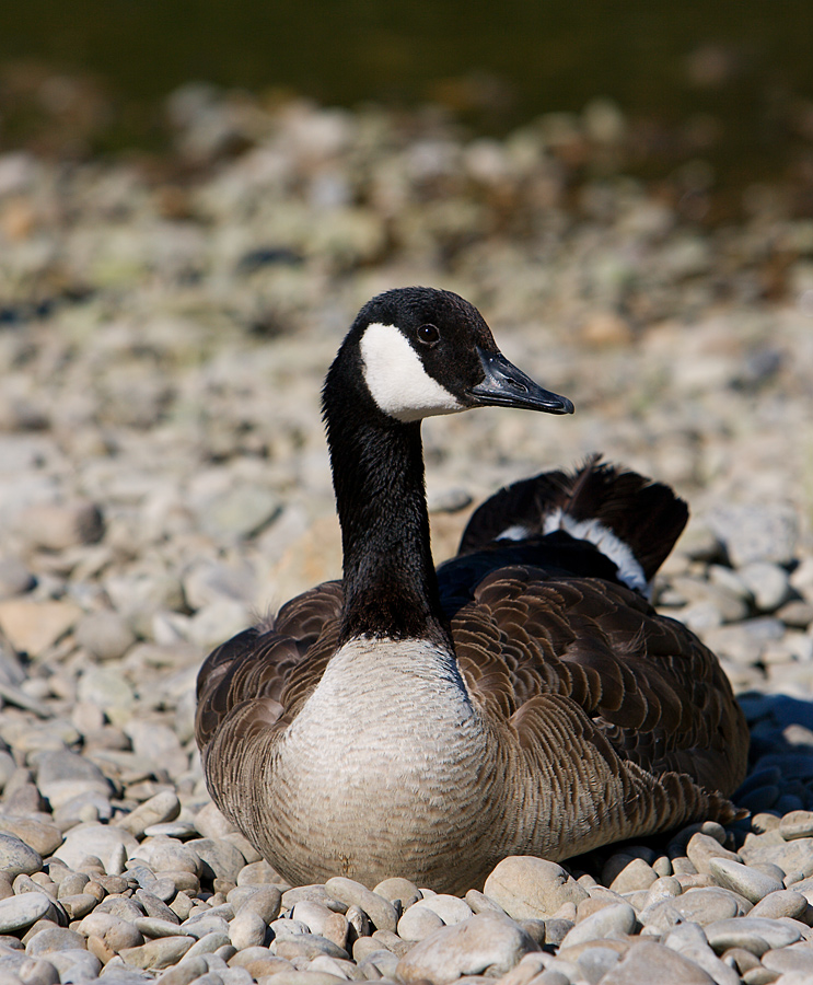 Kanadagans (Branta canadensis)...