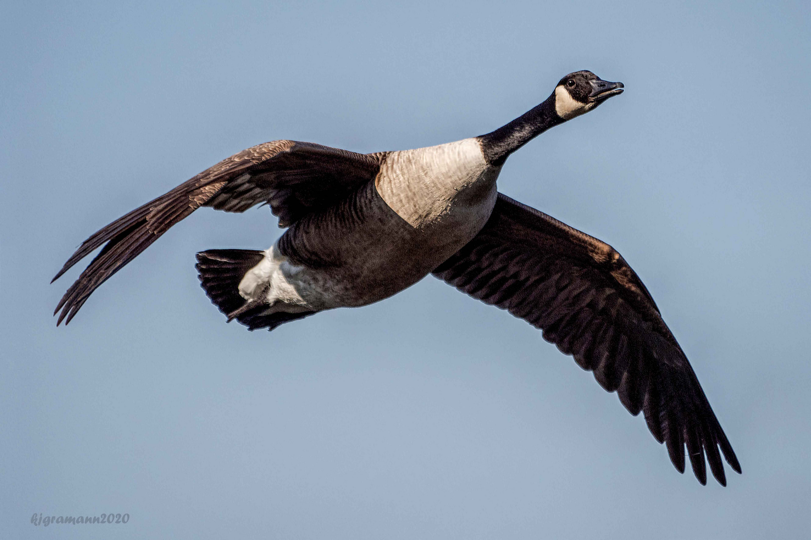 kanadagans (branta canadensis)....