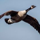 kanadagans (branta canadensis)....