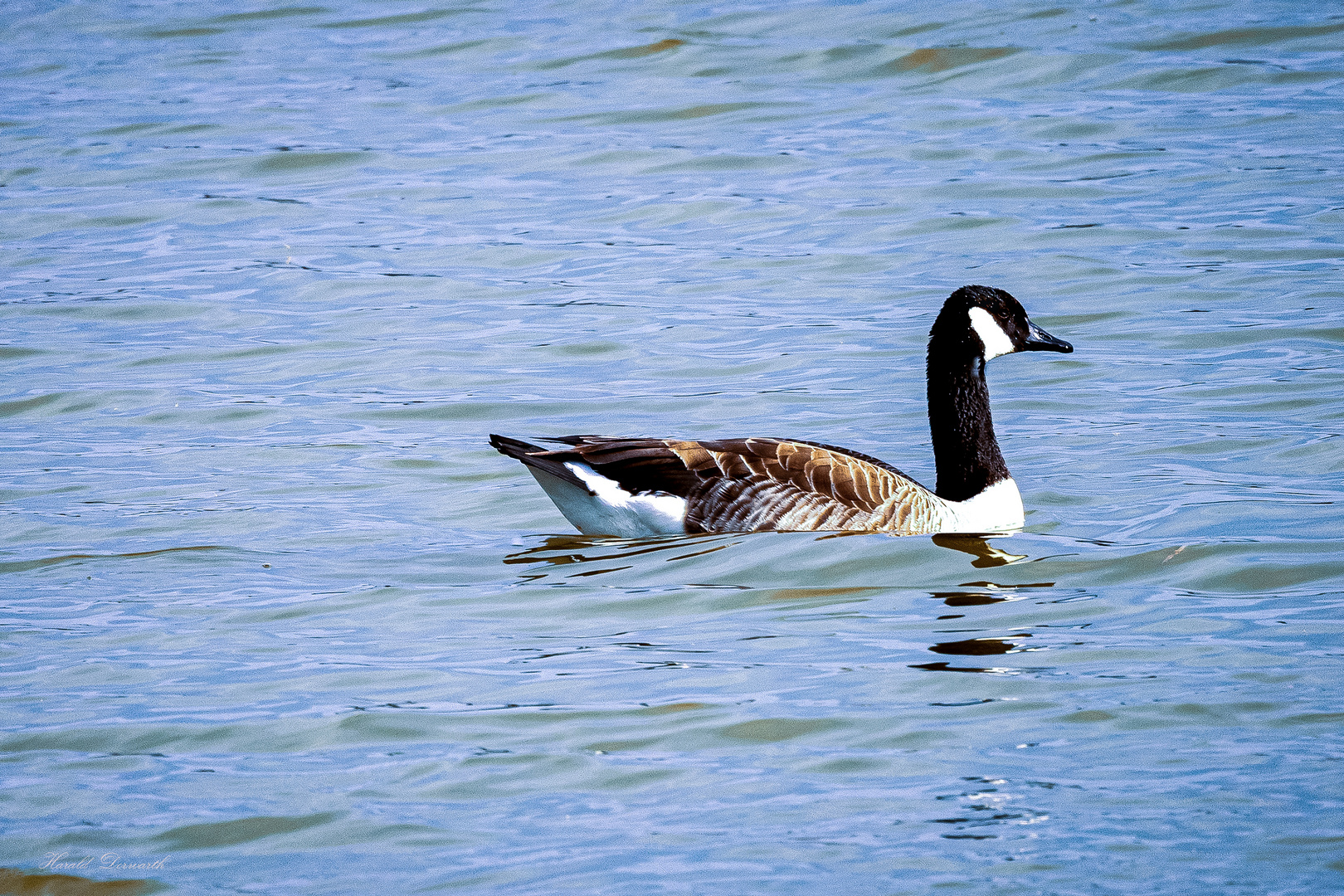 Kanadagans (Branta canadensis)