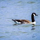 Kanadagans (Branta canadensis)