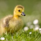 Kanadagans [Branta canadensis]