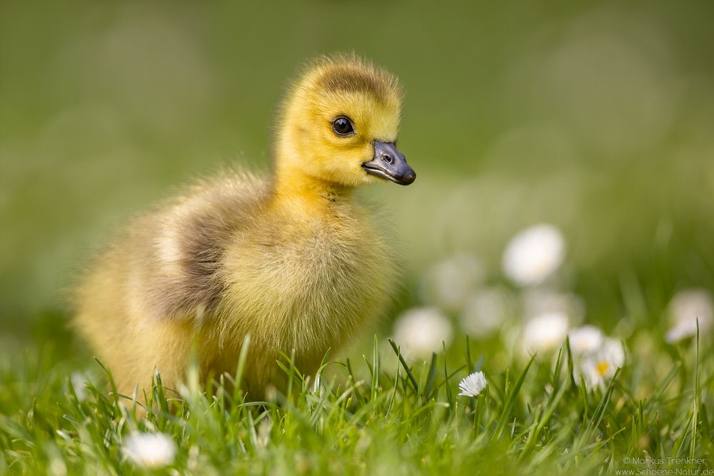 Kanadagans [Branta canadensis]