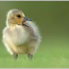 Kanadagans (Branta canadensis)