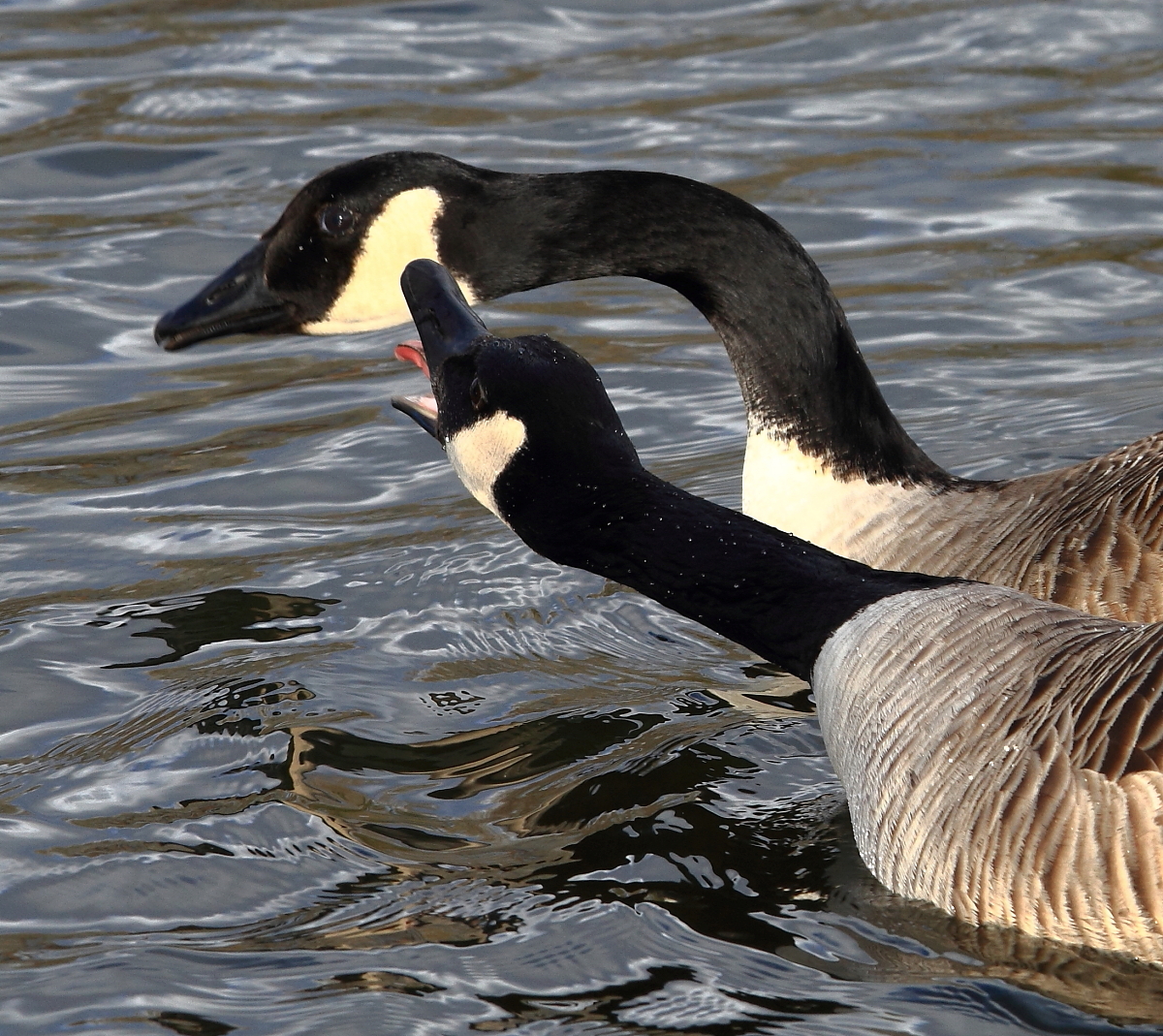 Kanadagans (Branta canadensis)