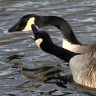 Kanadagans (Branta canadensis)