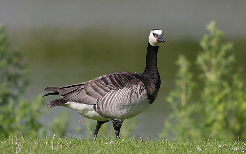 Kanadagans (Branta canadensis)