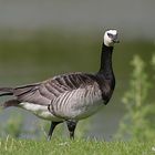 Kanadagans (Branta canadensis)