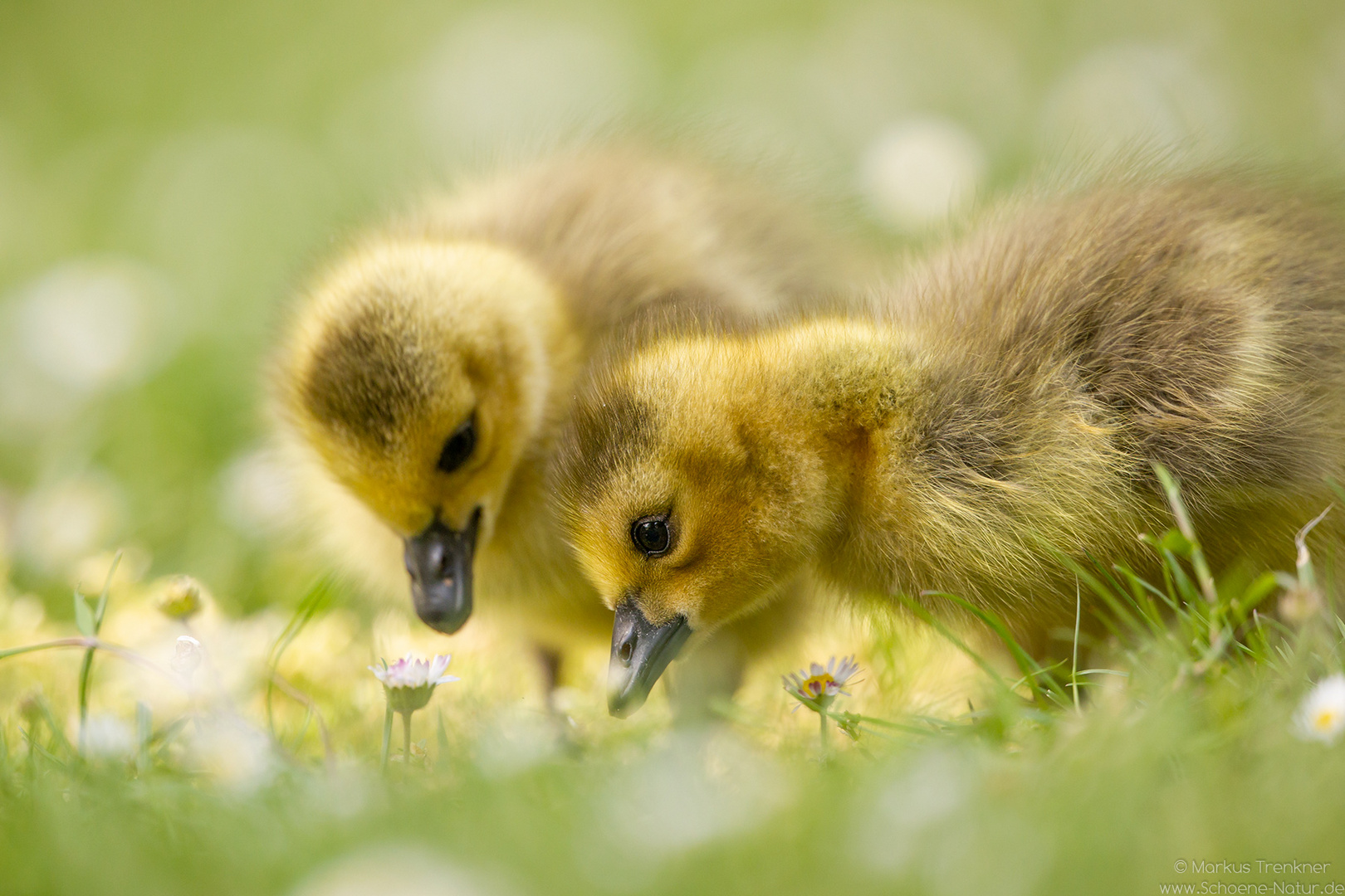 Kanadagans [Branta canadensis]