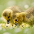 Kanadagans [Branta canadensis]