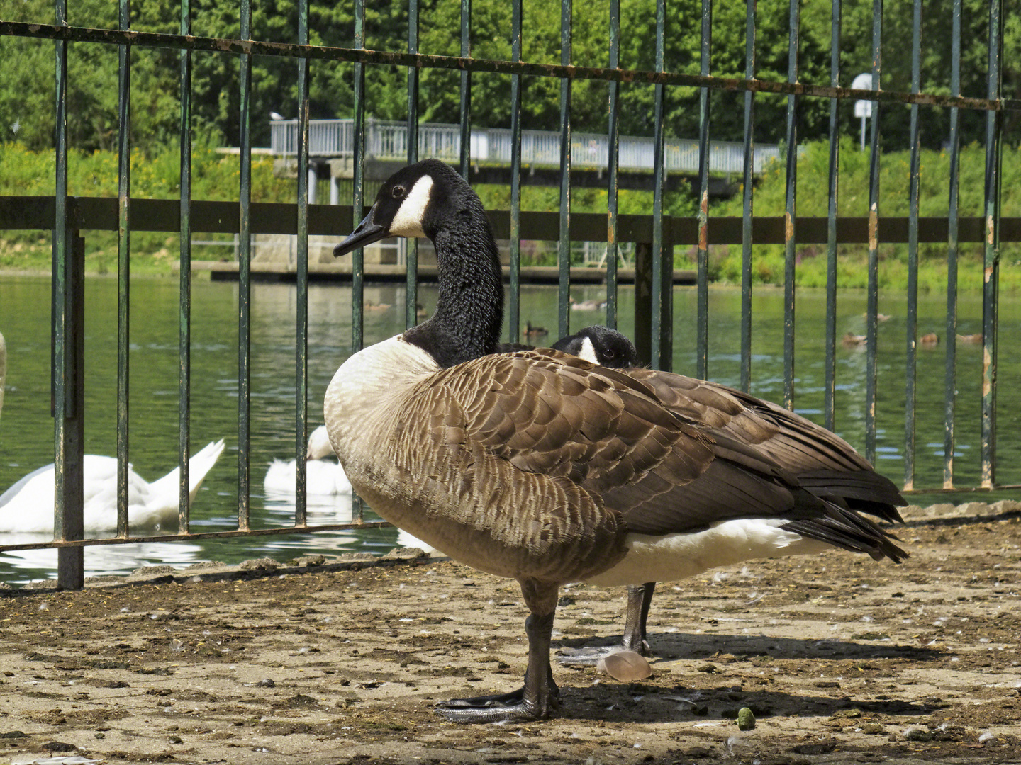 Kanadagans (Branta canadensis)