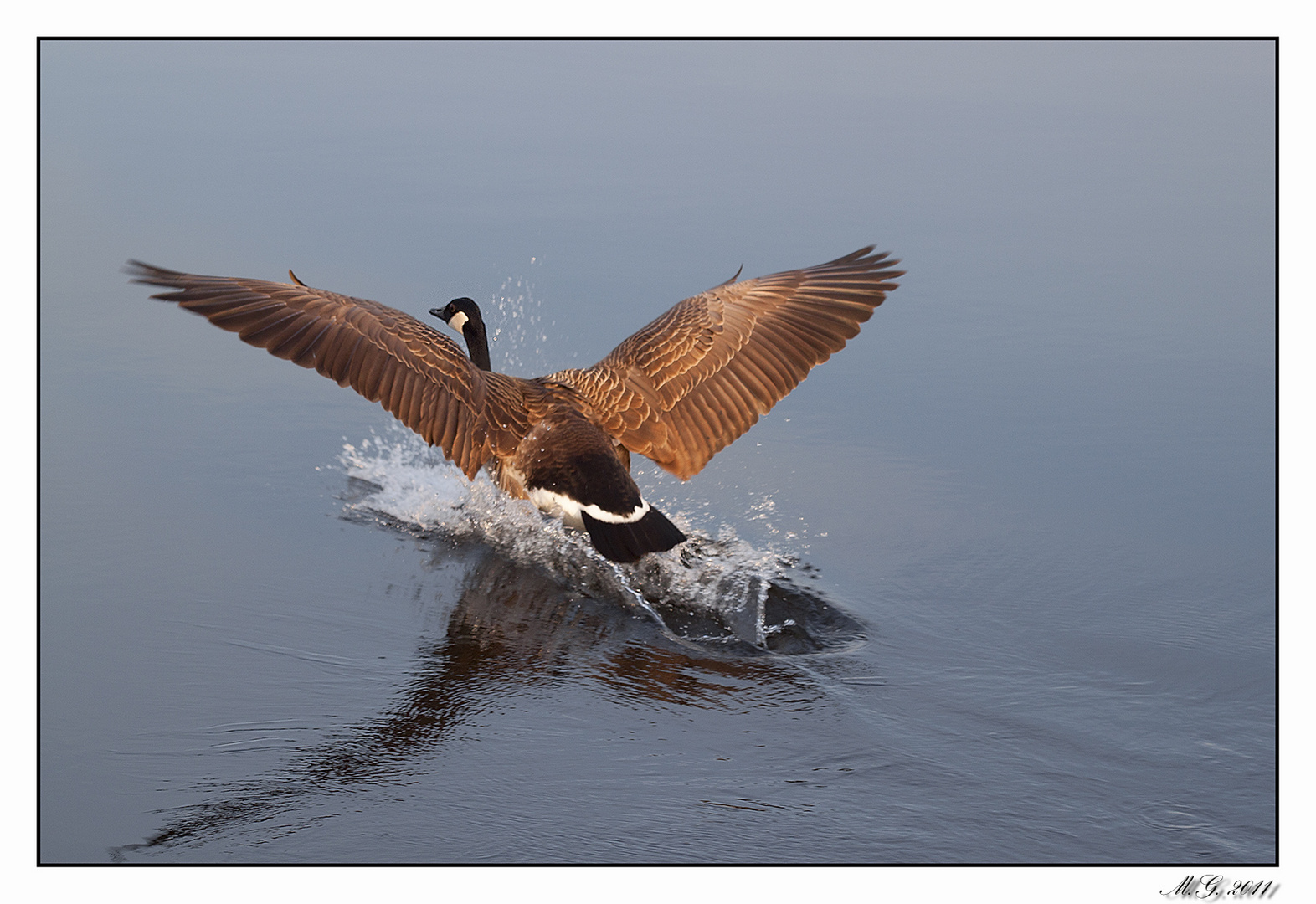 Kanadagans (Branta canadensis)