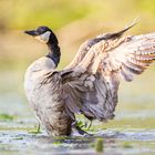 Kanadagans [Branta canadensis]