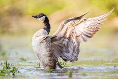 Kanadagans [Branta canadensis]