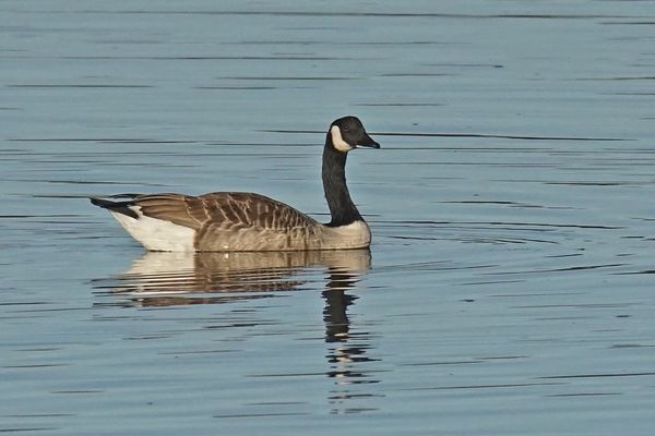 Kanadagans (Branta canadensis)