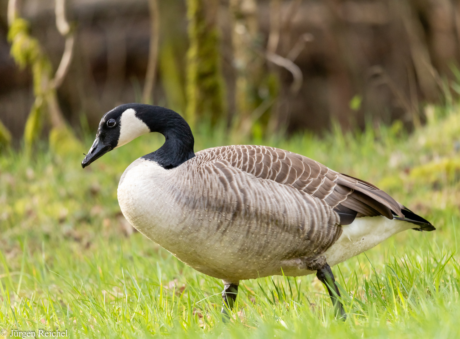 Kanadagans (Branta canadensis) 