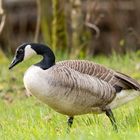 Kanadagans (Branta canadensis) 