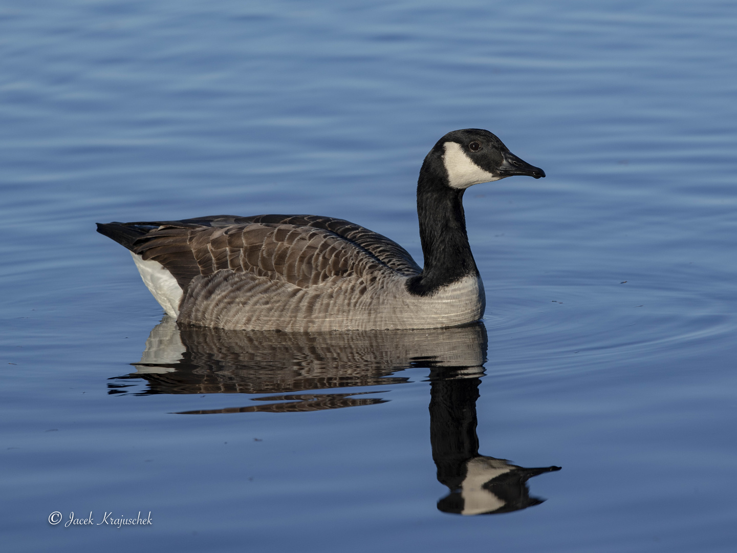 KANADAGANS (Branta canadensis)