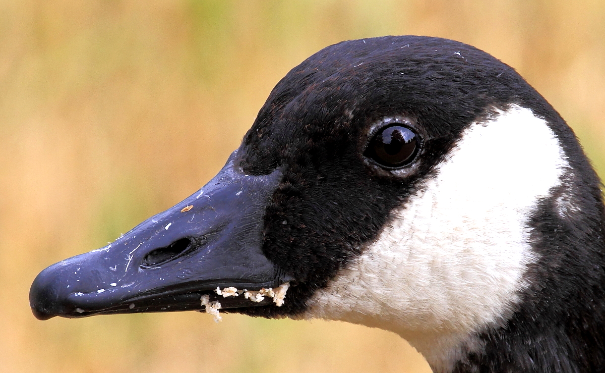 Kanadagans (Branta canadensis)