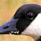 Kanadagans (Branta canadensis)