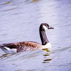 Kanadagans (Branta canadensis)