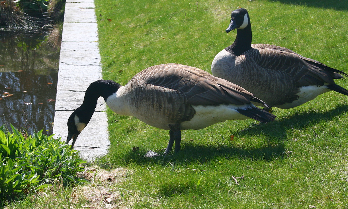 Kanadagans (Branta canadensis)