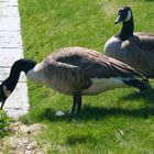 Kanadagans (Branta canadensis)