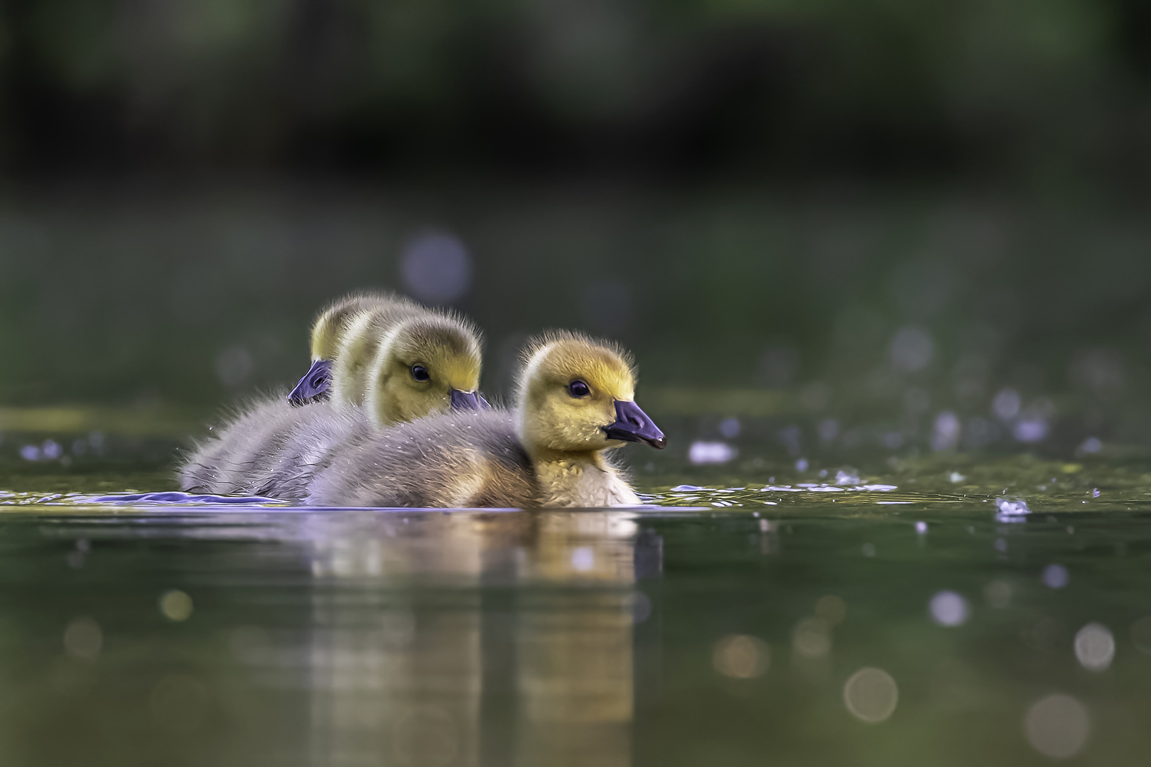 Kanadagans (Branta canadensis)