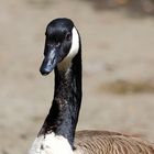 Kanadagans (Branta canadensis) (I)