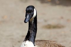 Kanadagans (Branta canadensis) (I)