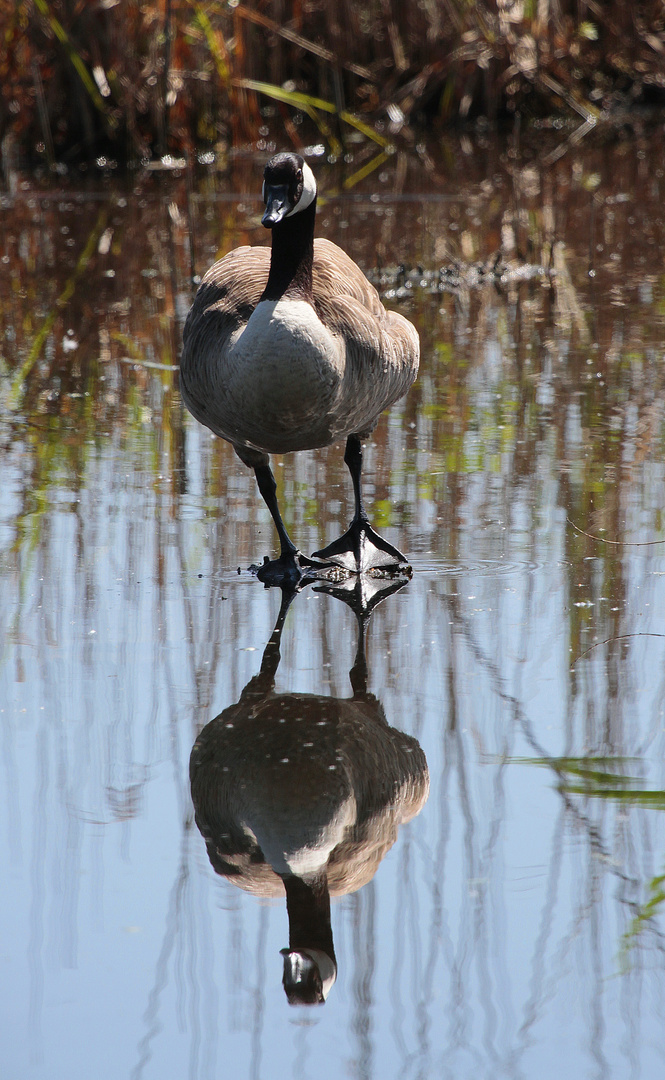 Kanadagans (Branta canadensis) II