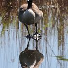 Kanadagans (Branta canadensis) II