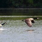 Kanadagans (Branta canadensis) (II)