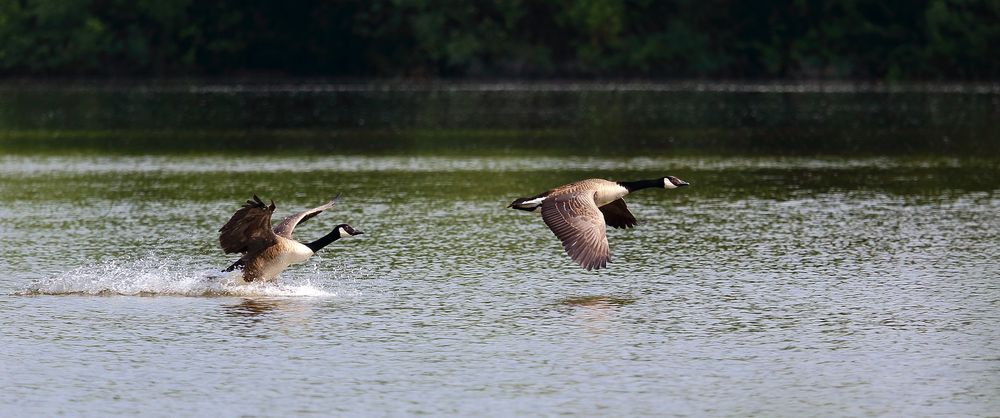 Kanadagans (Branta canadensis) (II)