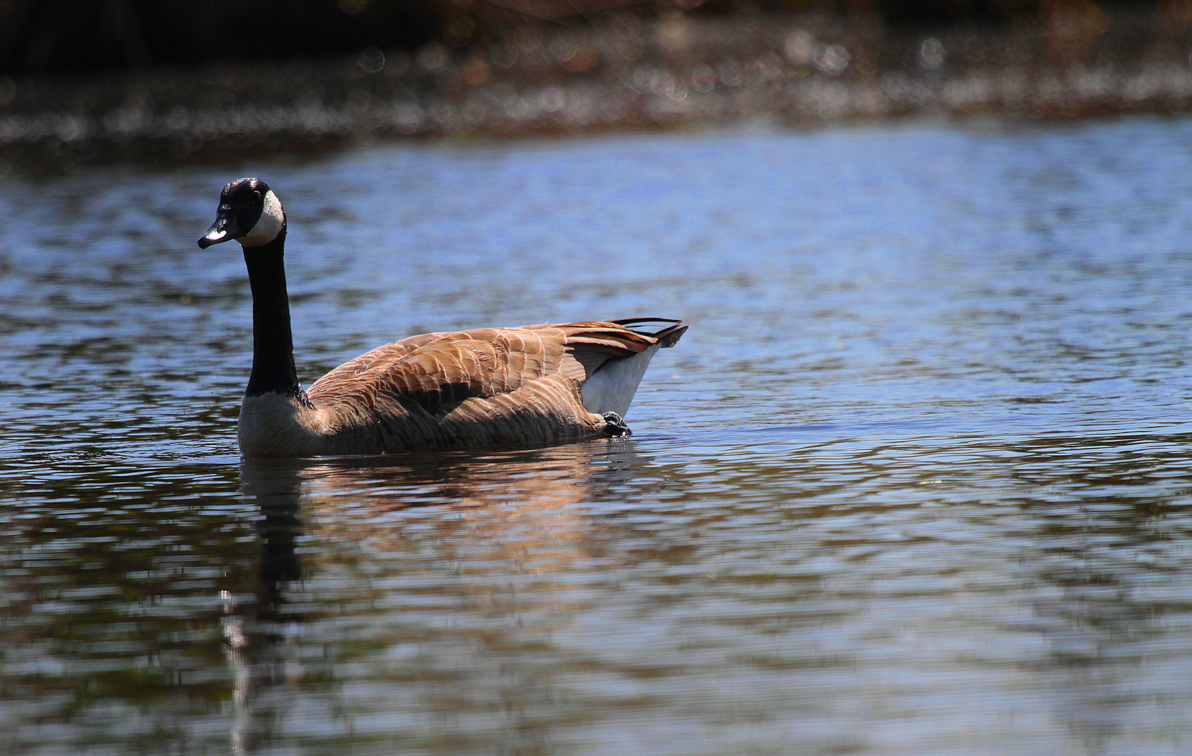 Kanadagans (Branta canadensis) III