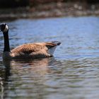 Kanadagans (Branta canadensis) III