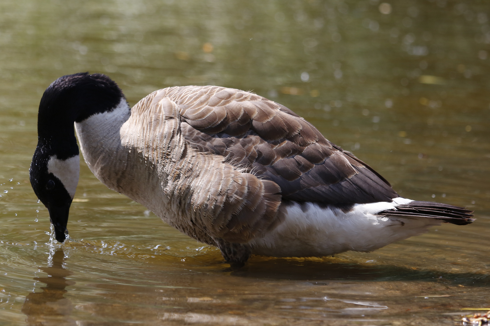 Kanadagans (Branta canadensis) (III)