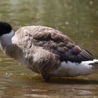 Kanadagans (Branta canadensis) (III)