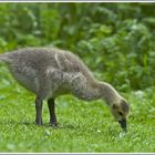 Kanadagans (Branta canadensis), Jungtier