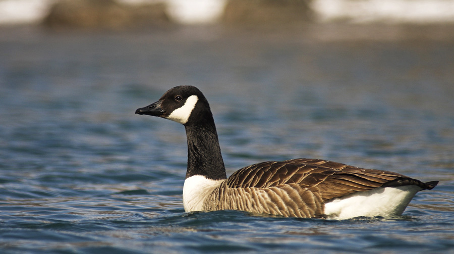 Kanadagans (Branta canadensis) [K]