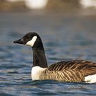 Kanadagans (Branta canadensis) [K]